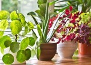 6 plantas que afastam a inveja