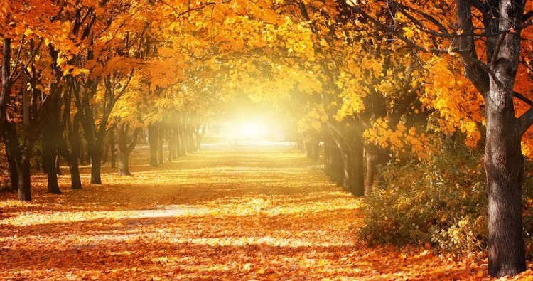 Saiba de que forma a energia do Outono irá afetar o seu signo, e que transformações vai trazer à sua vida!