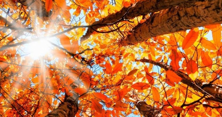 5 coisas que deve fazer para aproveitar o Equinócio de Outono